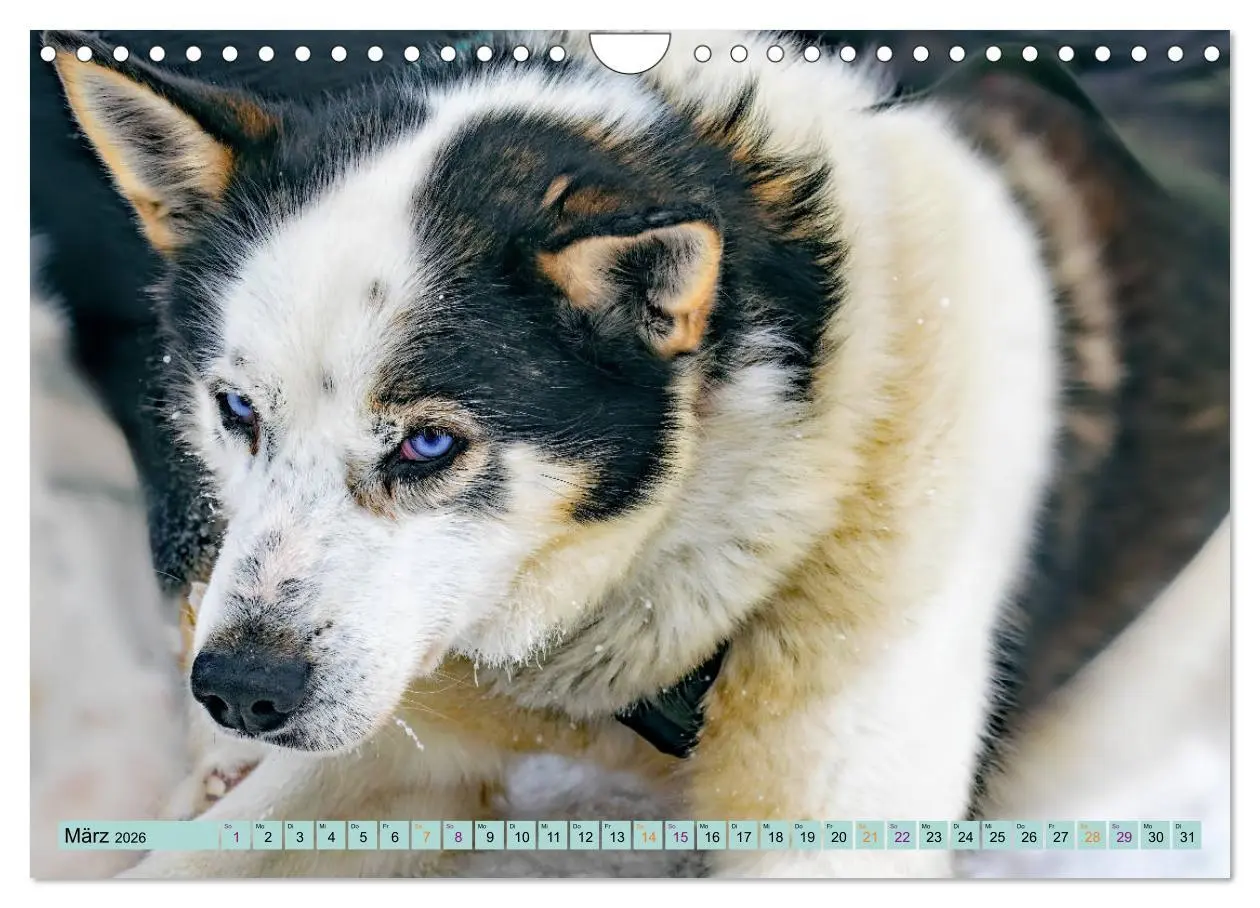 Bild: 9783457714539 | Huskies - Tolle Gefährten (Wandkalender 2026 DIN A4 quer), CALVENDO...