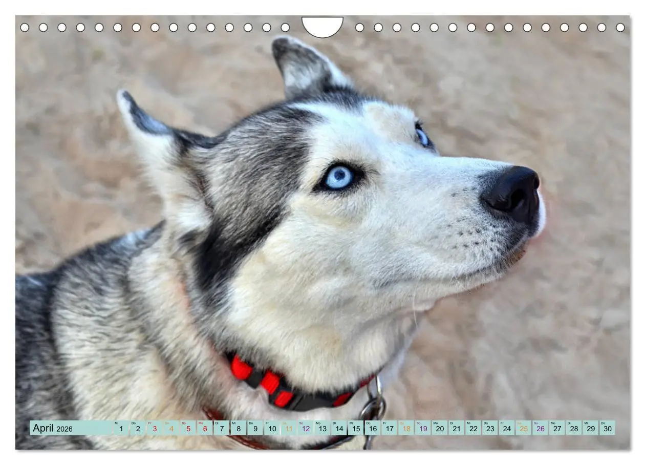 Bild: 9783457714539 | Huskies - Tolle Gefährten (Wandkalender 2026 DIN A4 quer), CALVENDO...