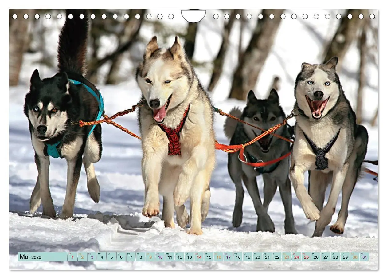 Bild: 9783457714539 | Huskies - Tolle Gefährten (Wandkalender 2026 DIN A4 quer), CALVENDO...