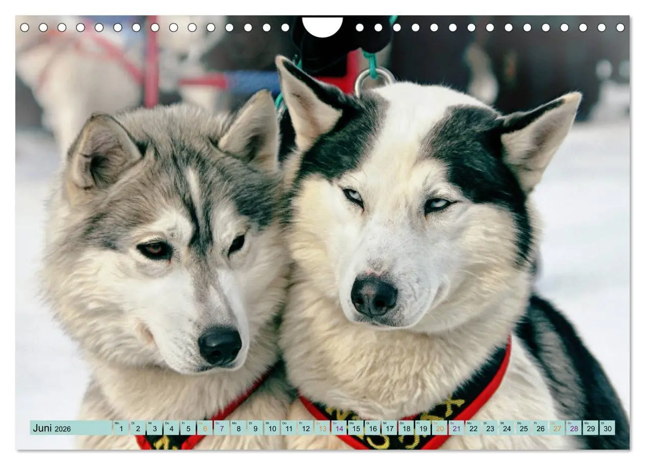 Bild: 9783457714539 | Huskies - Tolle Gefährten (Wandkalender 2026 DIN A4 quer), CALVENDO...
