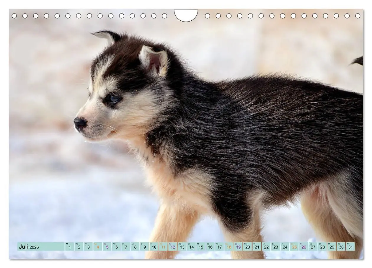 Bild: 9783457714539 | Huskies - Tolle Gefährten (Wandkalender 2026 DIN A4 quer), CALVENDO...