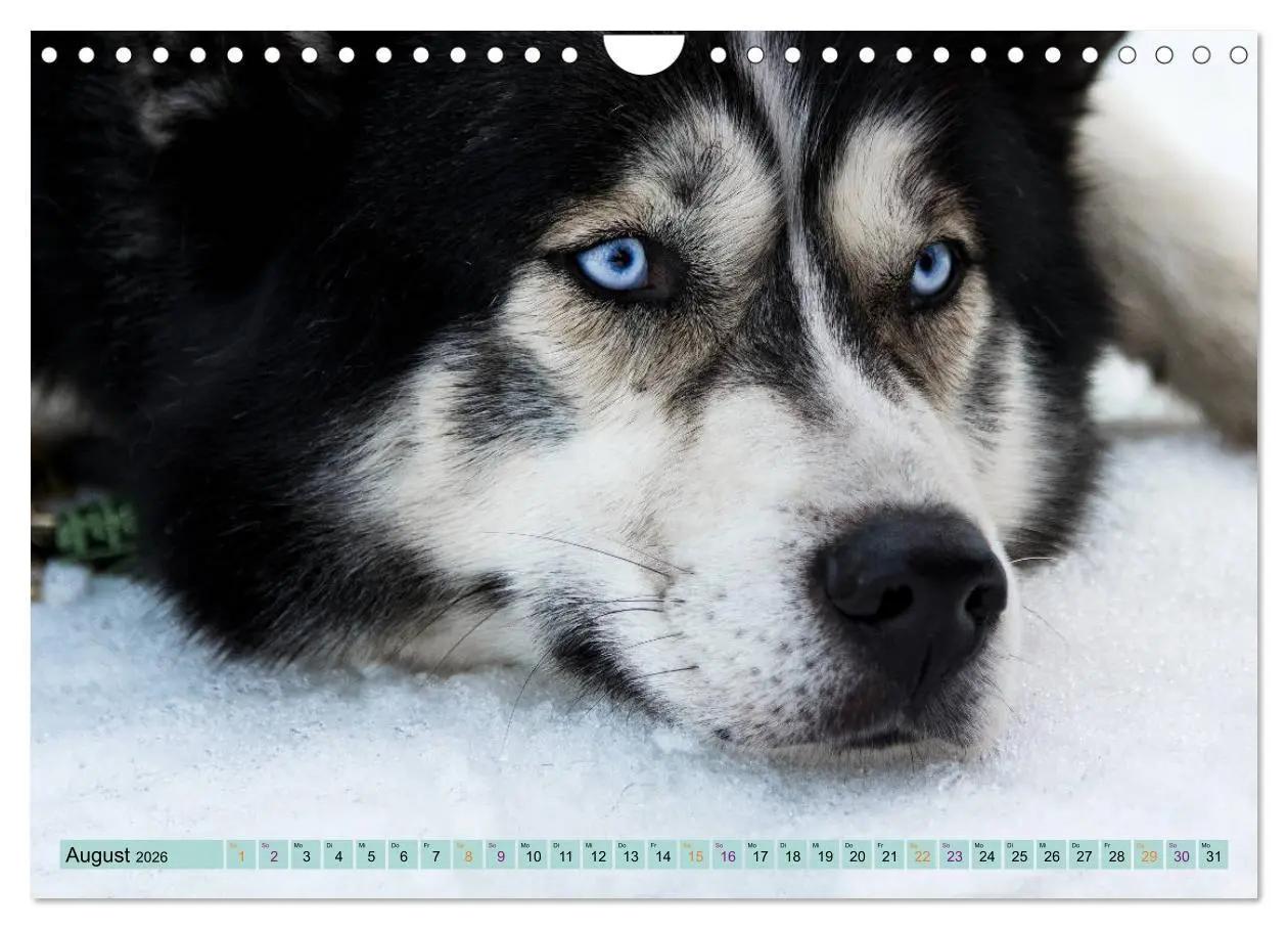 Bild: 9783457714539 | Huskies - Tolle Gefährten (Wandkalender 2026 DIN A4 quer), CALVENDO...