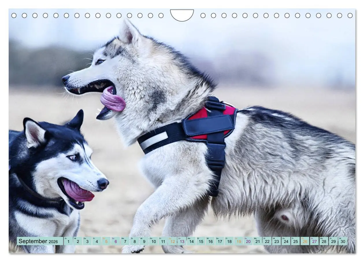 Bild: 9783457714539 | Huskies - Tolle Gefährten (Wandkalender 2026 DIN A4 quer), CALVENDO...