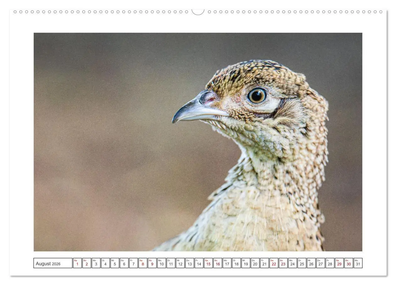 Bild: 9783457494639 | Lolland - Harmonie von Mensch und Natur (Wandkalender 2026 DIN A2...