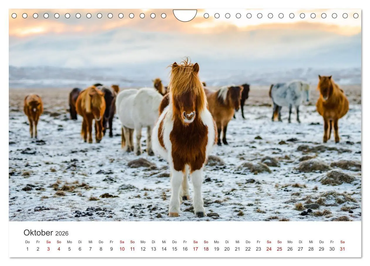 Bild: 9783457554739 | Islandpferde - Von ihrer schönsten Seite (Wandkalender 2026 DIN A4...