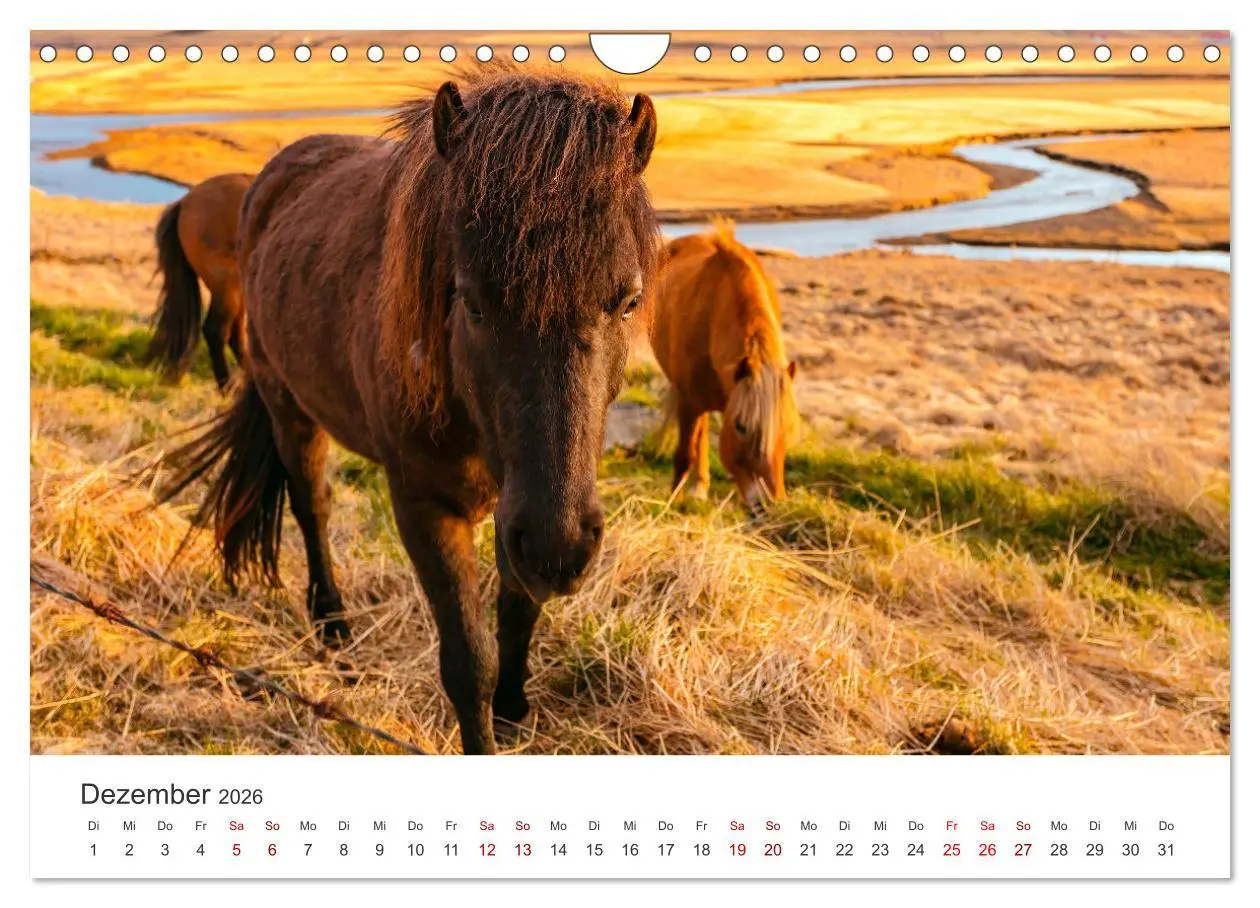 Bild: 9783457554739 | Islandpferde - Von ihrer schönsten Seite (Wandkalender 2026 DIN A4...