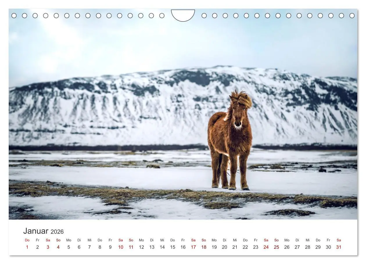Bild: 9783457554739 | Islandpferde - Von ihrer schönsten Seite (Wandkalender 2026 DIN A4...