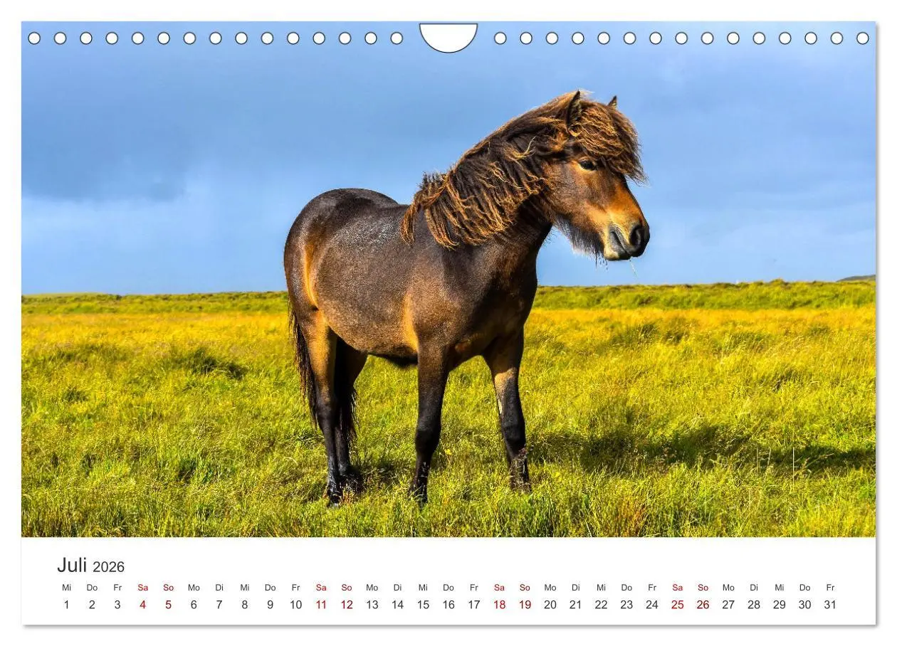 Bild: 9783457554739 | Islandpferde - Von ihrer schönsten Seite (Wandkalender 2026 DIN A4...