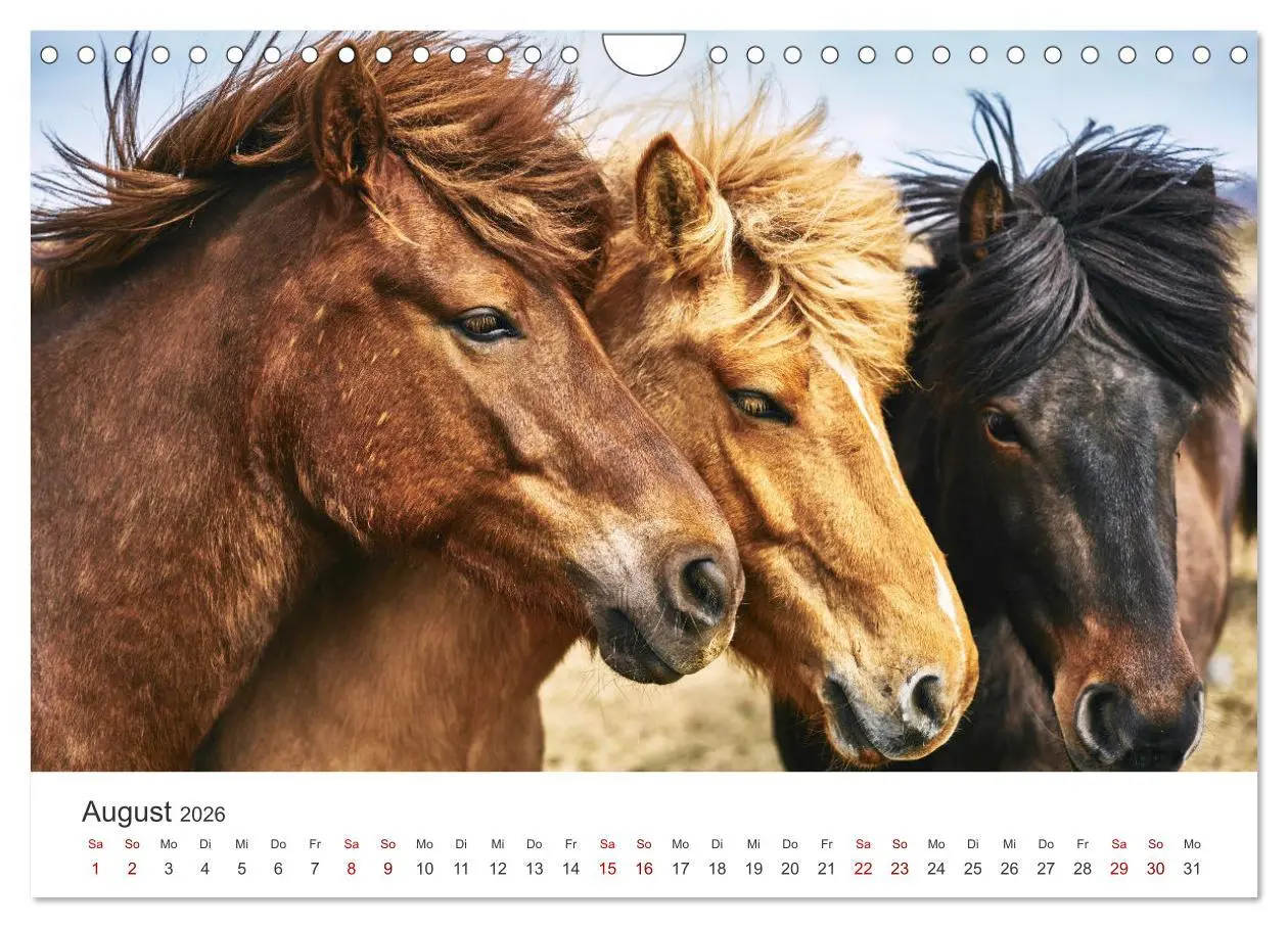 Bild: 9783457554739 | Islandpferde - Von ihrer schönsten Seite (Wandkalender 2026 DIN A4...