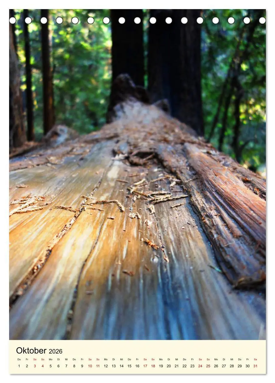 Bild: 9783516404739 | Redwoods - Faszination Mammutbäume (Tischkalender 2026 DIN A5...