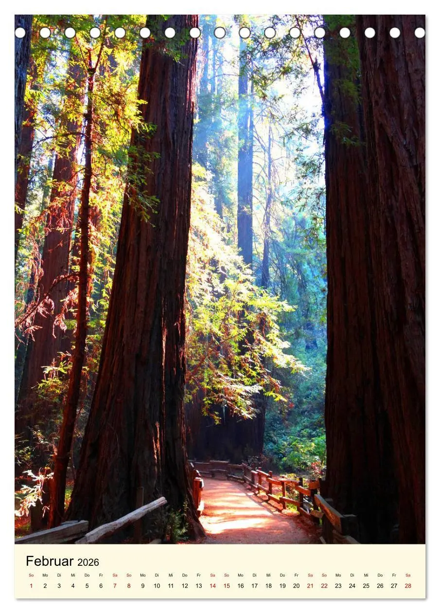 Bild: 9783516404739 | Redwoods - Faszination Mammutbäume (Tischkalender 2026 DIN A5...