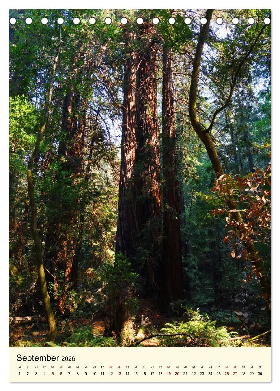 Bild: 9783516404739 | Redwoods - Faszination Mammutbäume (Tischkalender 2026 DIN A5...