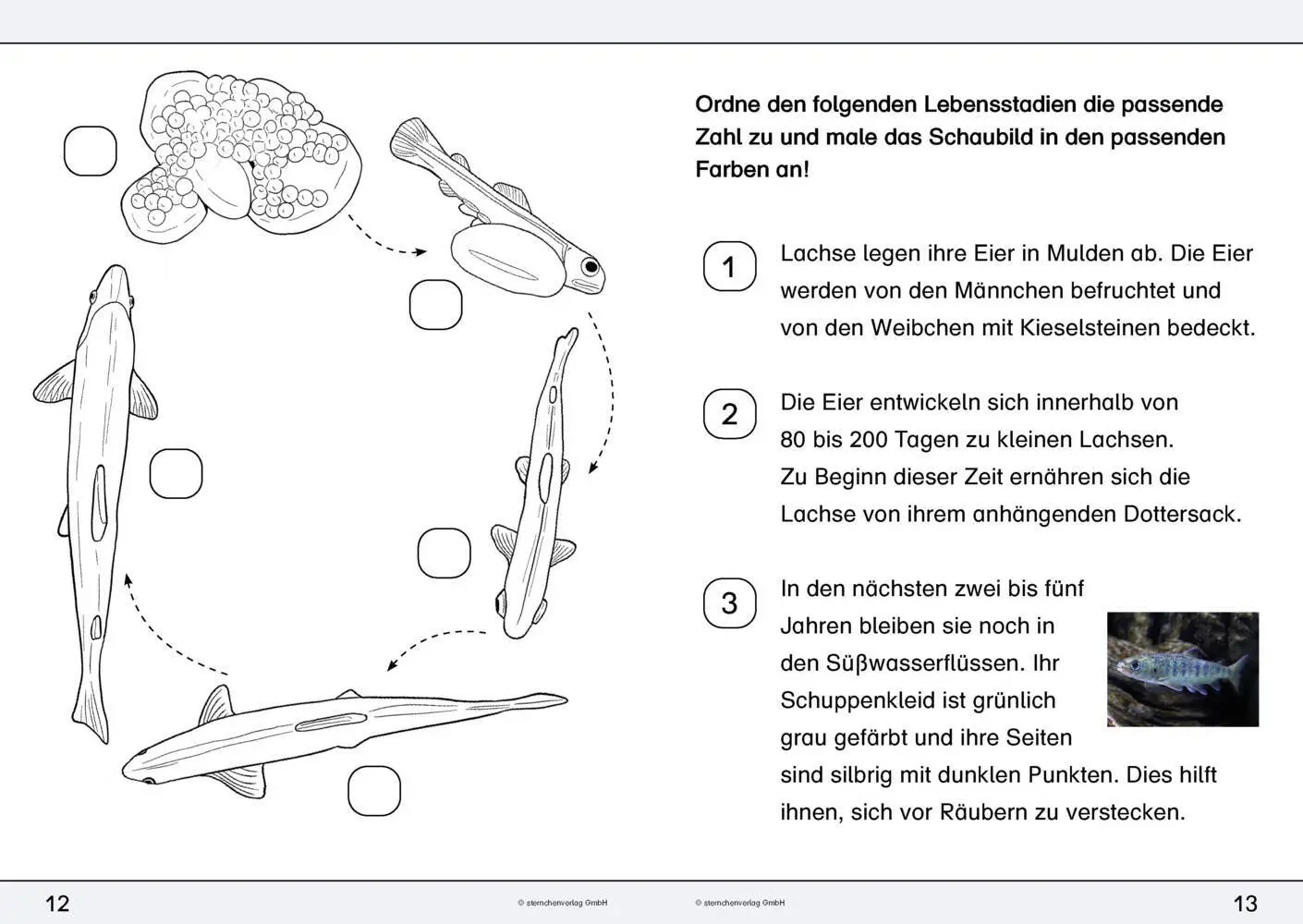 Bild: 9783946904939 | Ich kenne den Lachs - Lebenszyklus | sternchenverlag GmbH (u. a.)