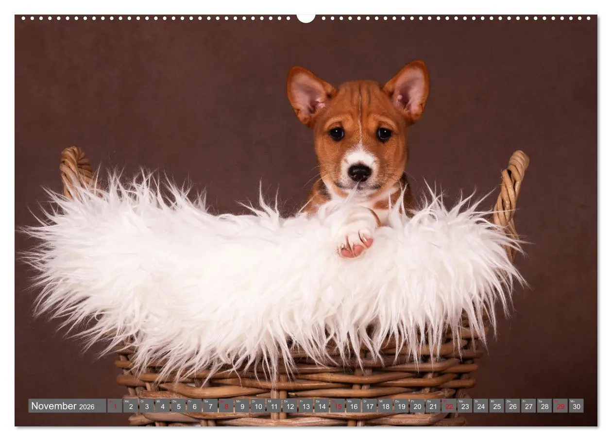 Bild: 9783457355039 | Der Basenji (hochwertiger Premium Wandkalender 2026 DIN A2 quer),...
