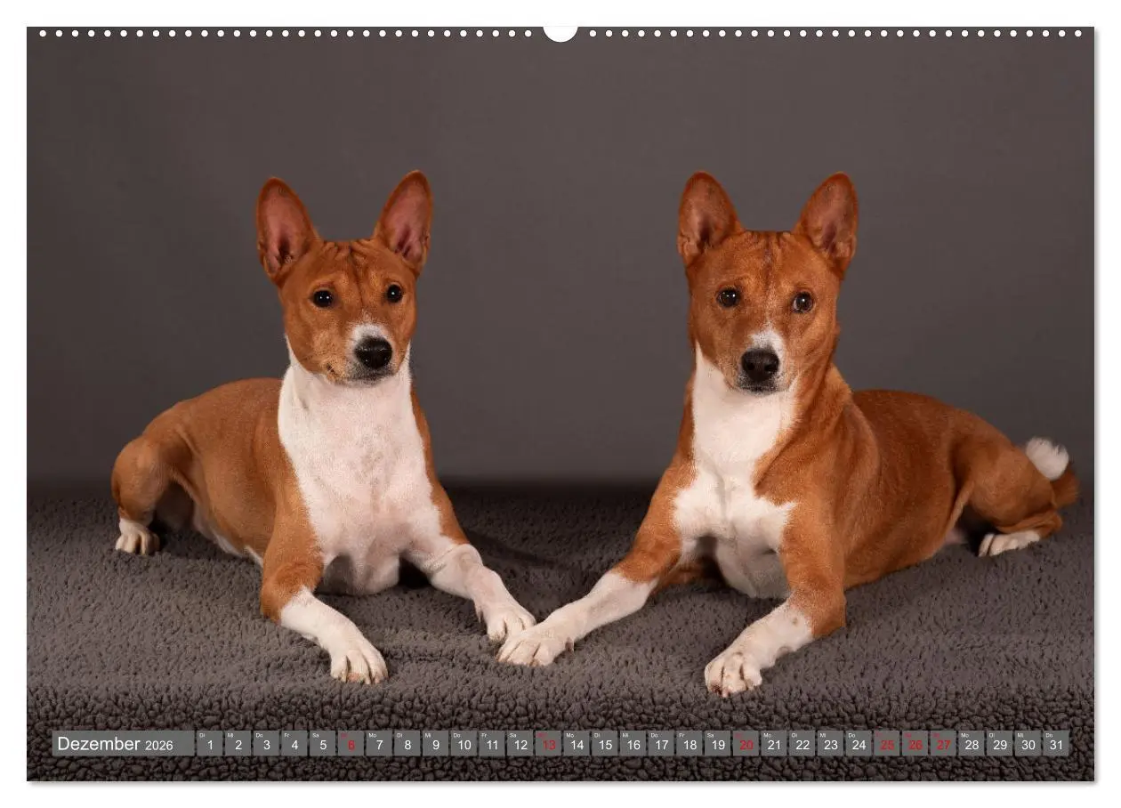 Bild: 9783457355039 | Der Basenji (hochwertiger Premium Wandkalender 2026 DIN A2 quer),...