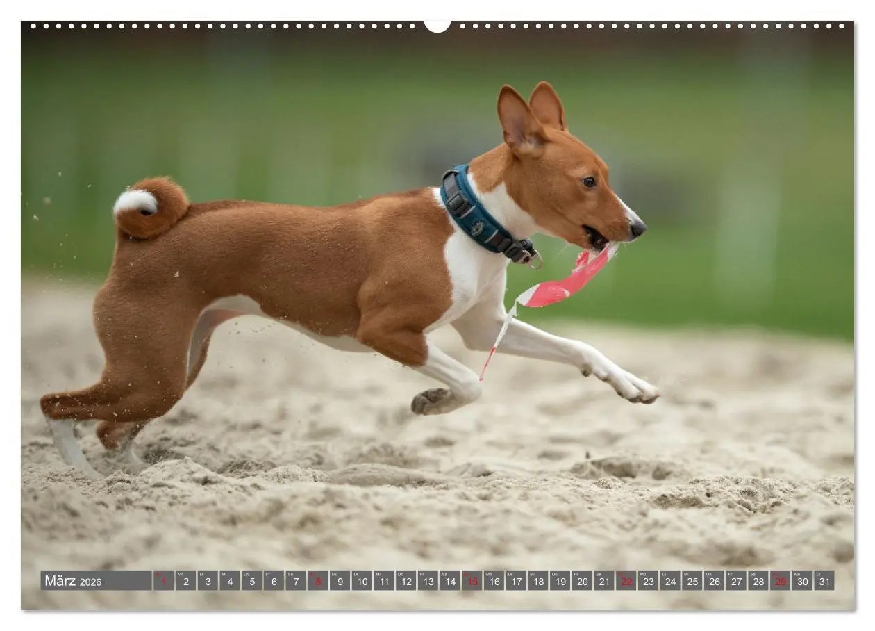 Bild: 9783457355039 | Der Basenji (hochwertiger Premium Wandkalender 2026 DIN A2 quer),...