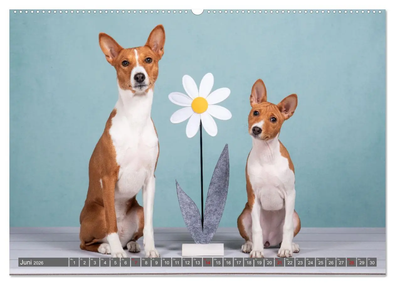 Bild: 9783457355039 | Der Basenji (hochwertiger Premium Wandkalender 2026 DIN A2 quer),...