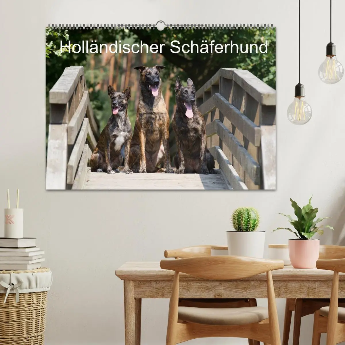 Bild: 9783516125139 | Holländischer Schäferhund (Wandkalender 2026 DIN A2 quer), CALVENDO...