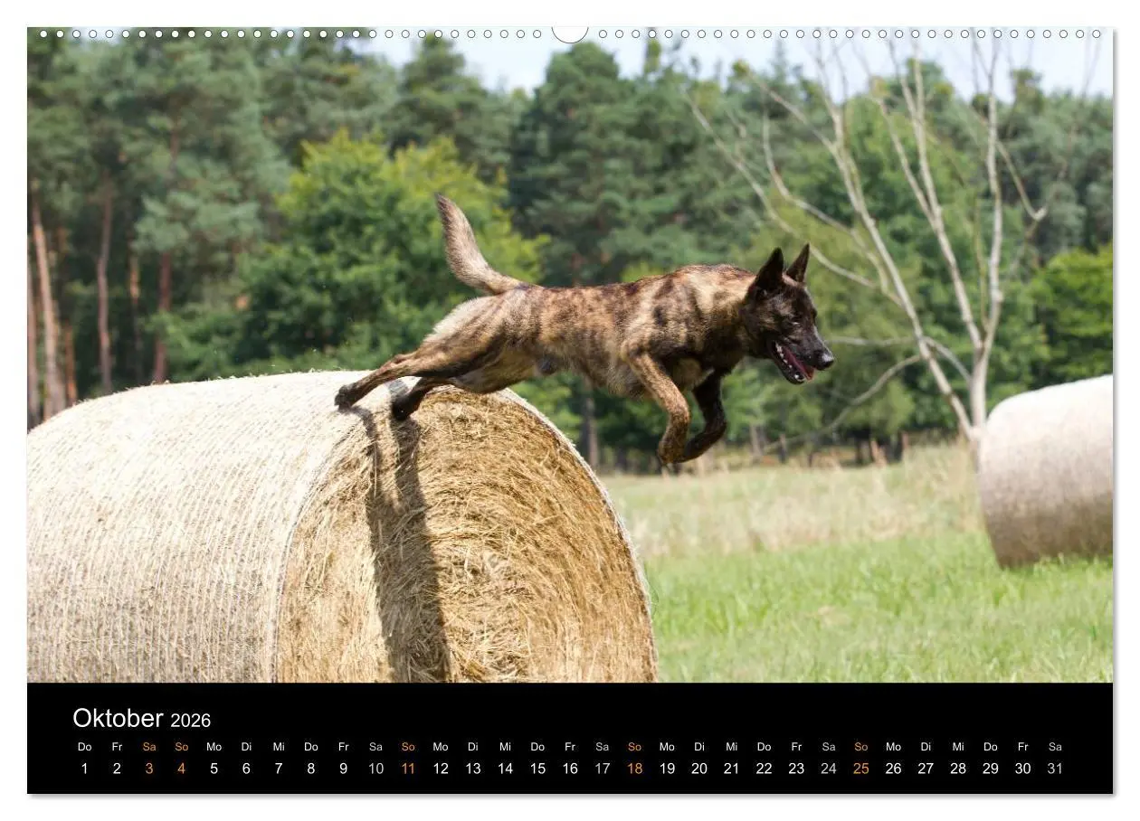 Bild: 9783516125139 | Holländischer Schäferhund (Wandkalender 2026 DIN A2 quer), CALVENDO...