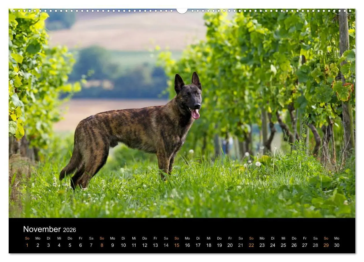 Bild: 9783516125139 | Holländischer Schäferhund (Wandkalender 2026 DIN A2 quer), CALVENDO...
