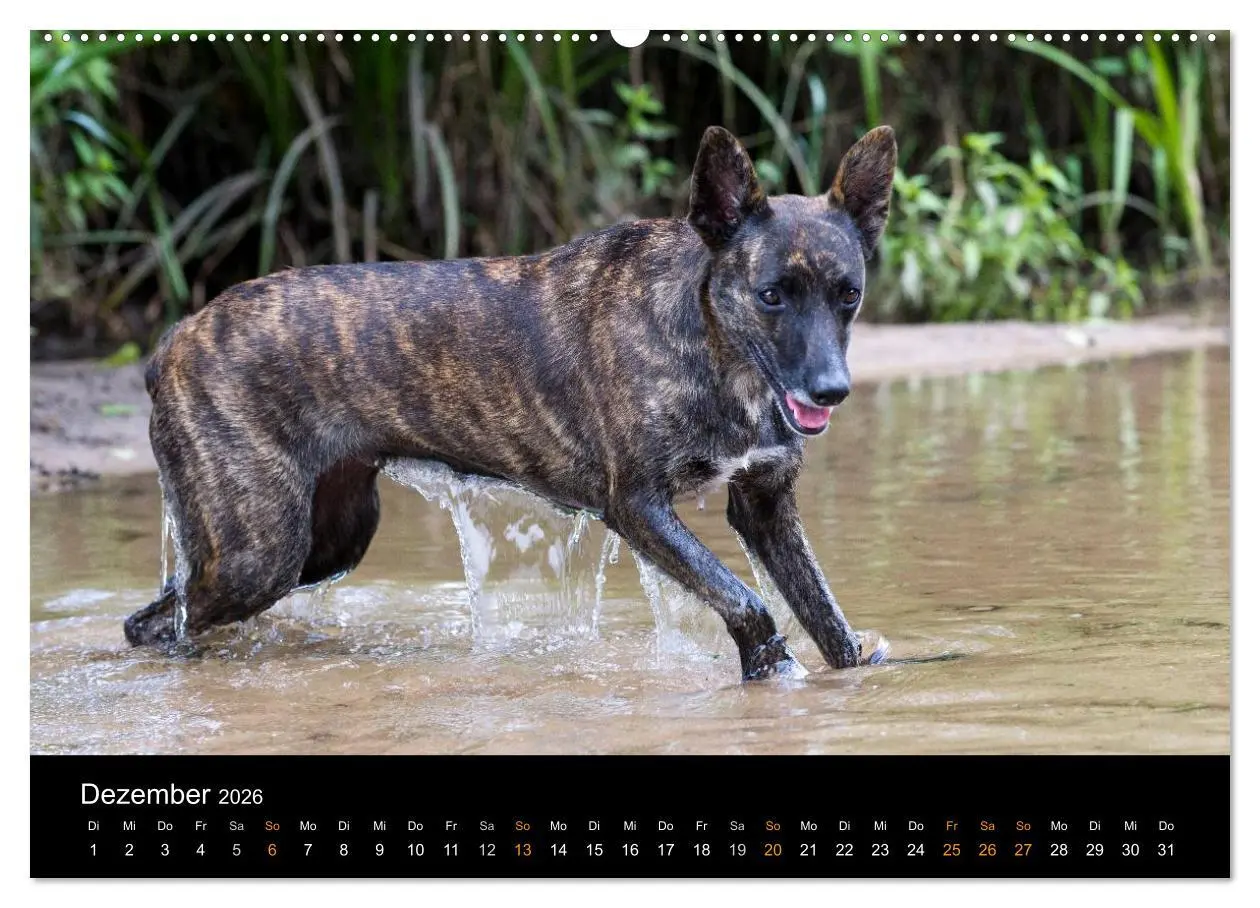 Bild: 9783516125139 | Holländischer Schäferhund (Wandkalender 2026 DIN A2 quer), CALVENDO...