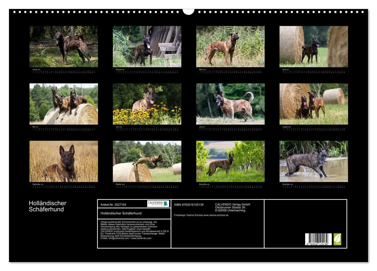 Bild: 9783516125139 | Holländischer Schäferhund (Wandkalender 2026 DIN A2 quer), CALVENDO...