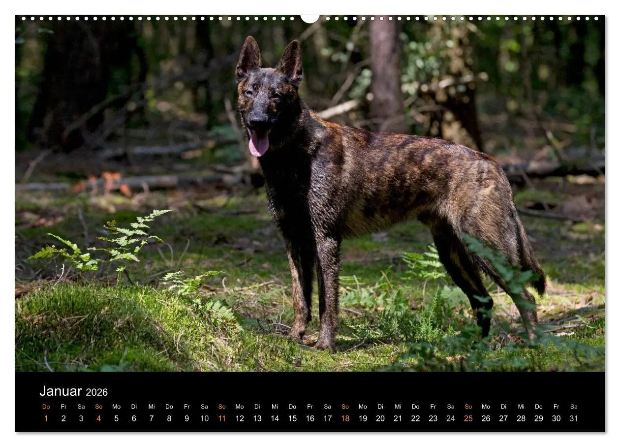 Bild: 9783516125139 | Holländischer Schäferhund (Wandkalender 2026 DIN A2 quer), CALVENDO...