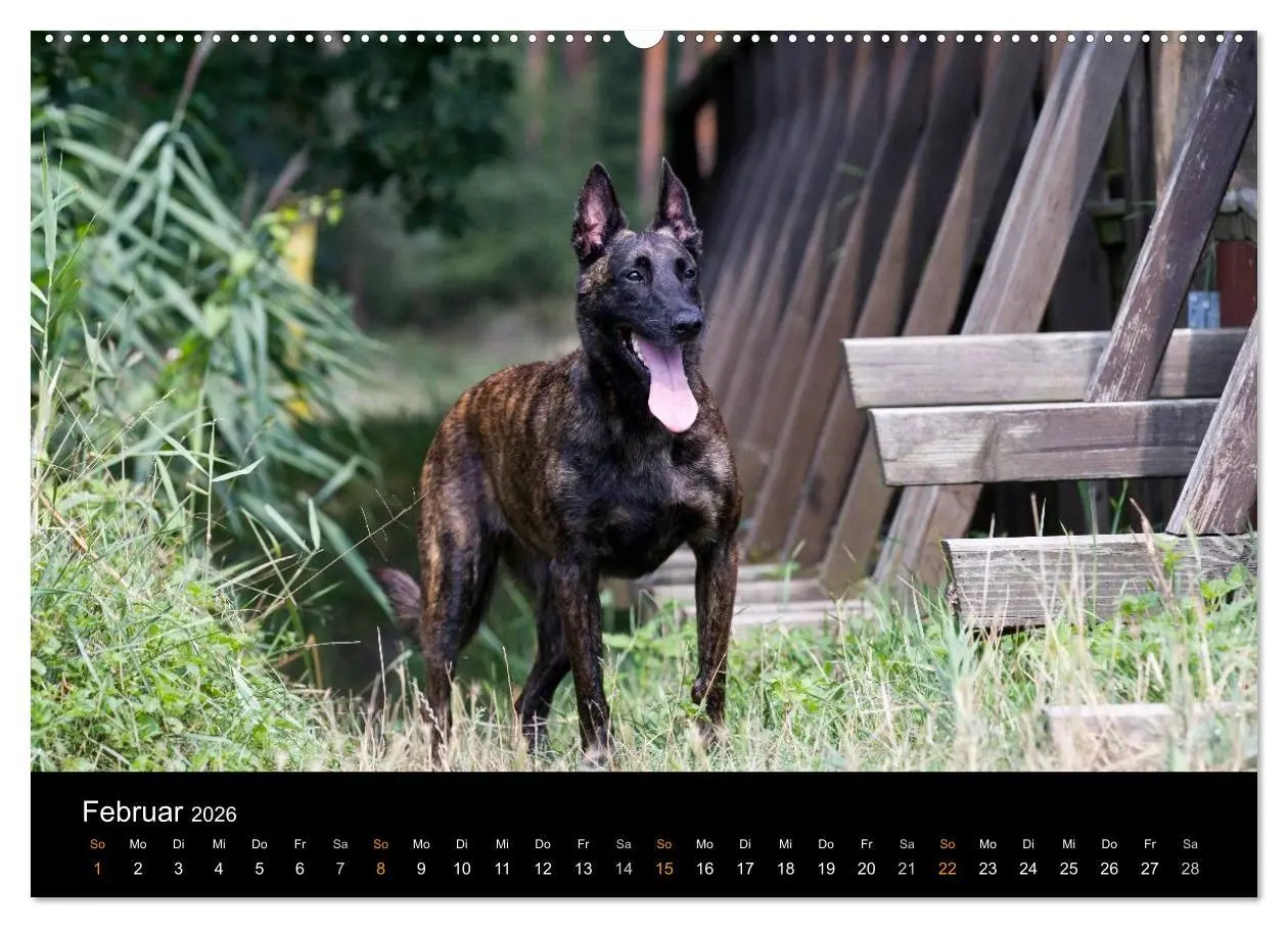 Bild: 9783516125139 | Holländischer Schäferhund (Wandkalender 2026 DIN A2 quer), CALVENDO...
