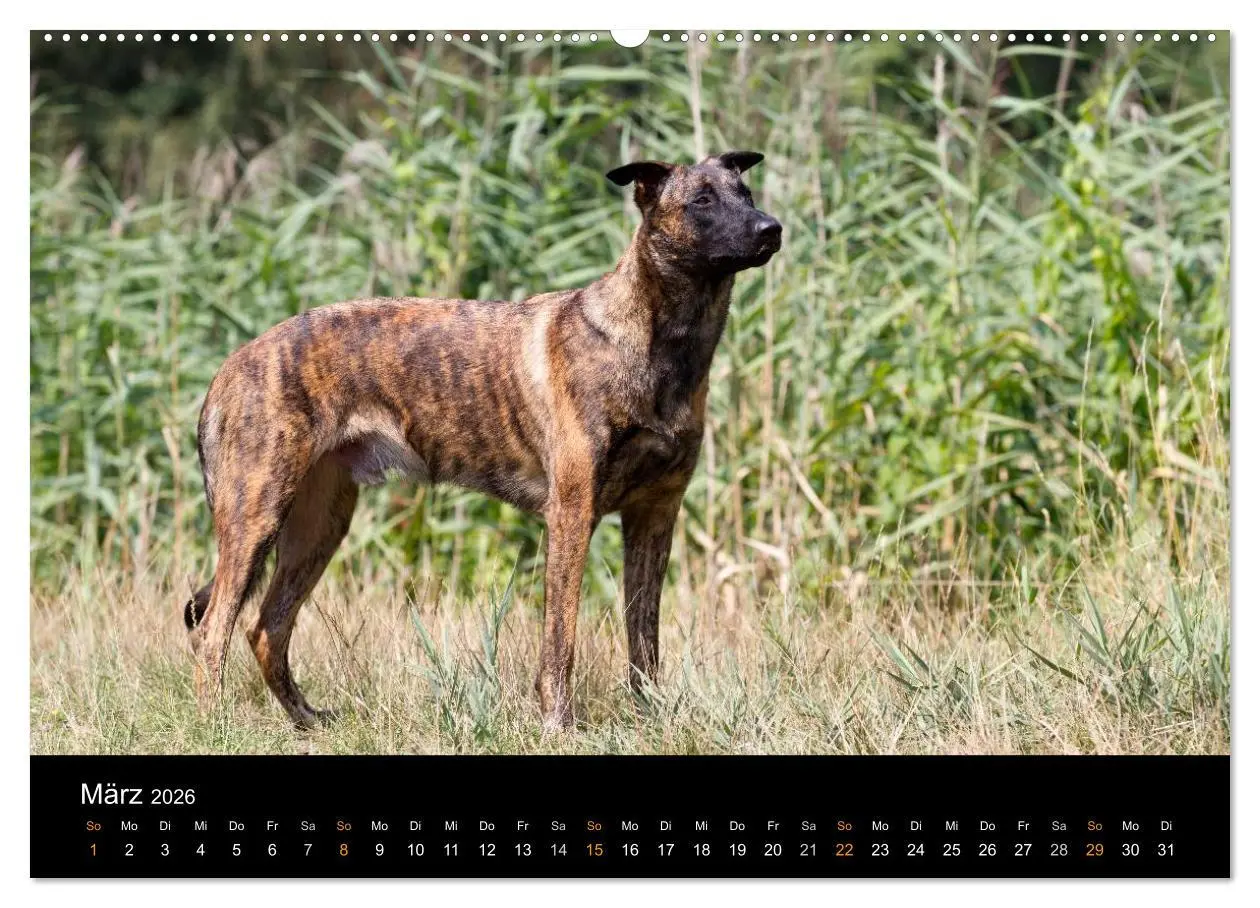 Bild: 9783516125139 | Holländischer Schäferhund (Wandkalender 2026 DIN A2 quer), CALVENDO...