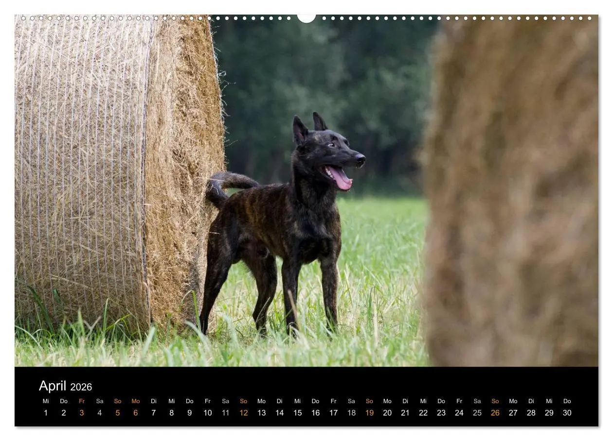 Bild: 9783516125139 | Holländischer Schäferhund (Wandkalender 2026 DIN A2 quer), CALVENDO...