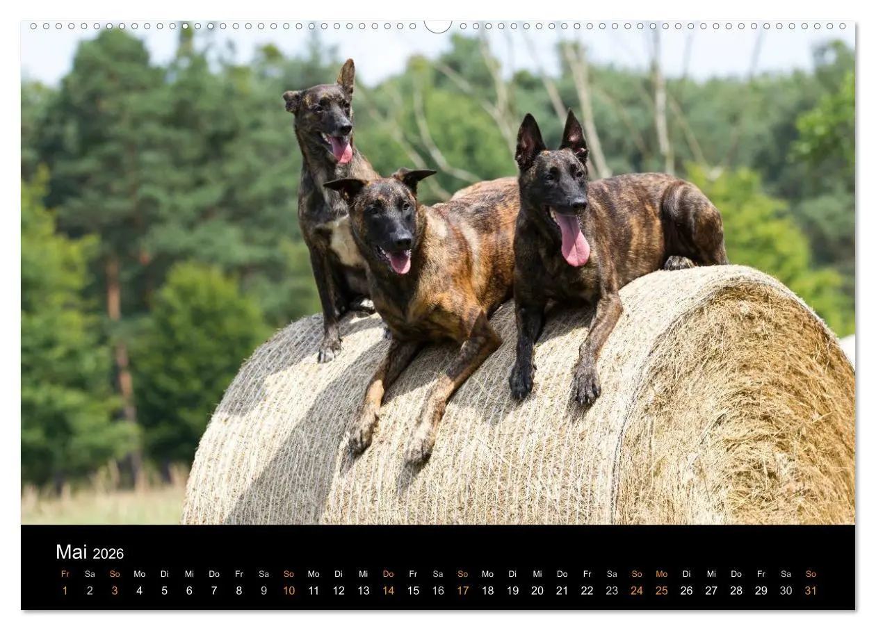 Bild: 9783516125139 | Holländischer Schäferhund (Wandkalender 2026 DIN A2 quer), CALVENDO...