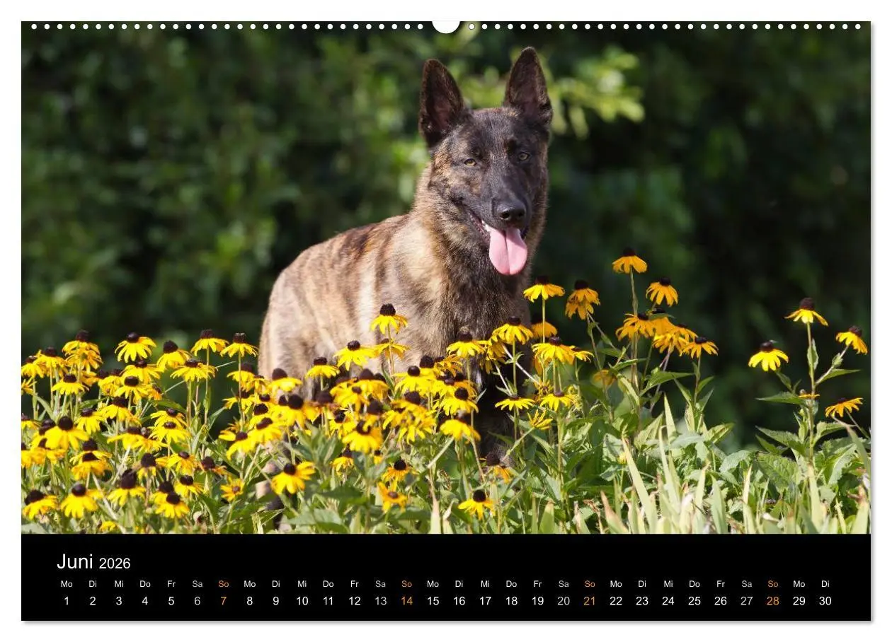 Bild: 9783516125139 | Holländischer Schäferhund (Wandkalender 2026 DIN A2 quer), CALVENDO...