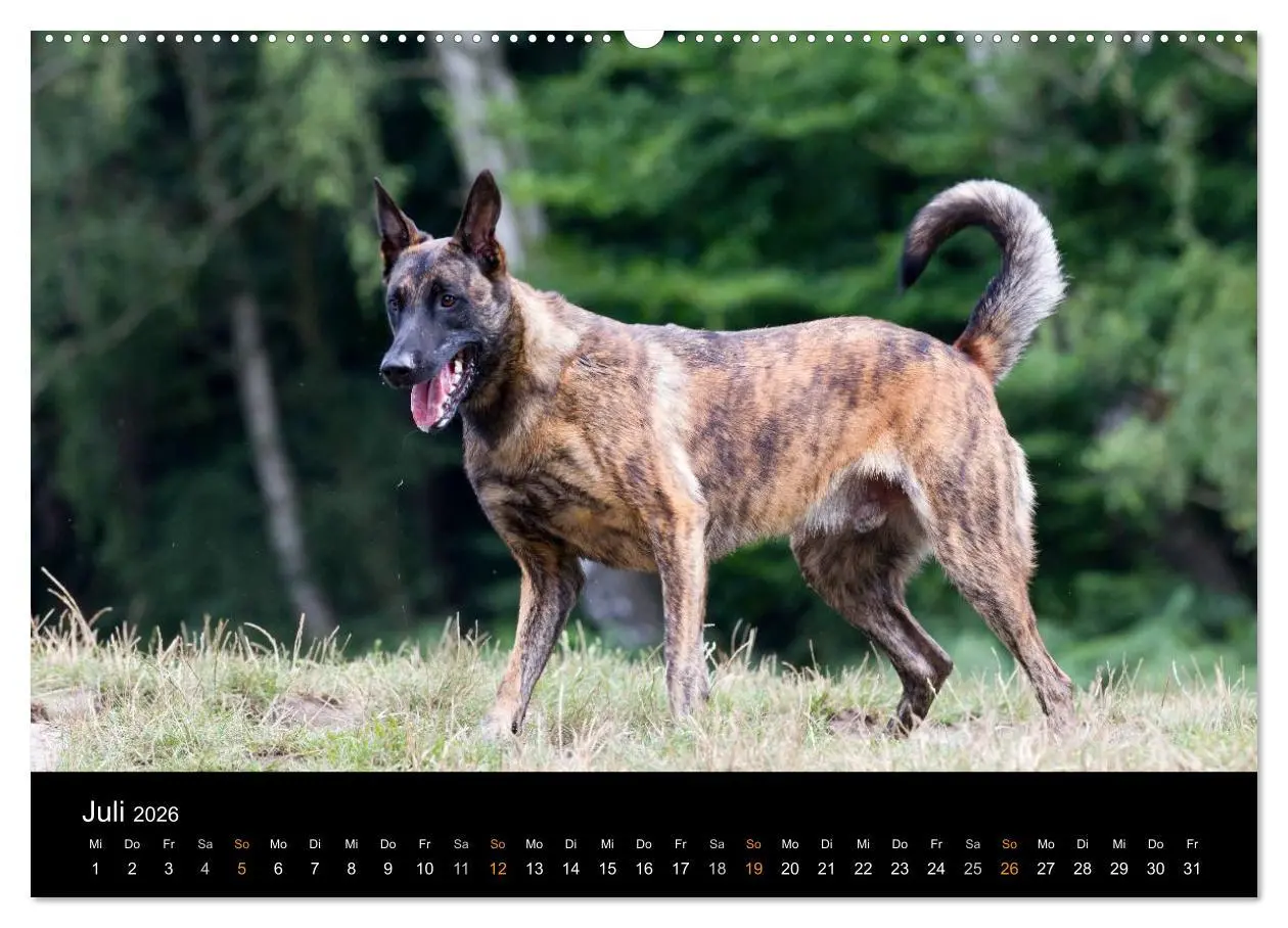 Bild: 9783516125139 | Holländischer Schäferhund (Wandkalender 2026 DIN A2 quer), CALVENDO...