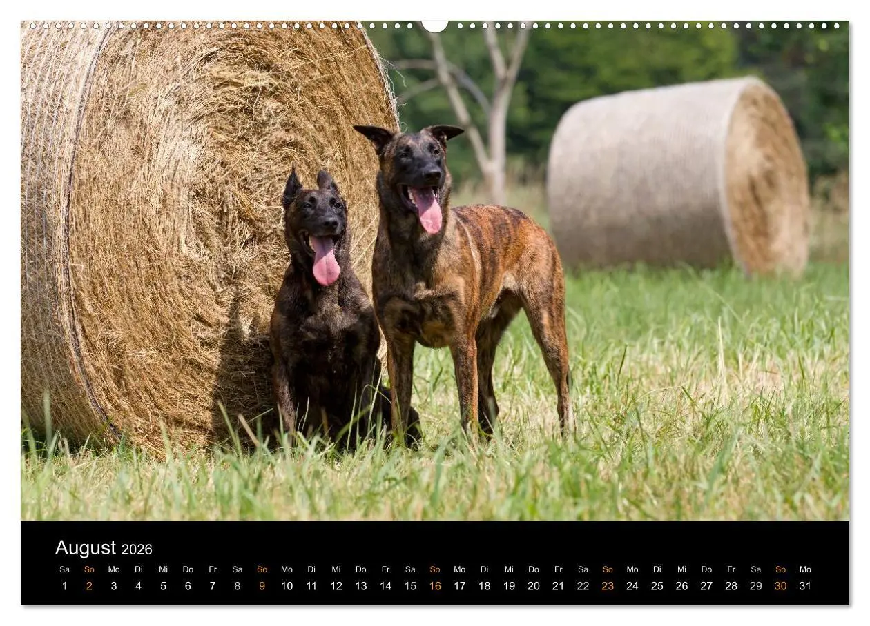Bild: 9783516125139 | Holländischer Schäferhund (Wandkalender 2026 DIN A2 quer), CALVENDO...