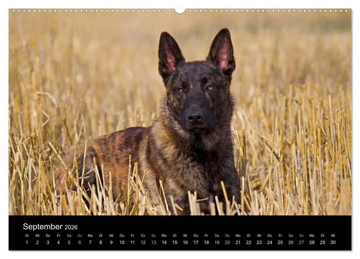 Bild: 9783516125139 | Holländischer Schäferhund (Wandkalender 2026 DIN A2 quer), CALVENDO...
