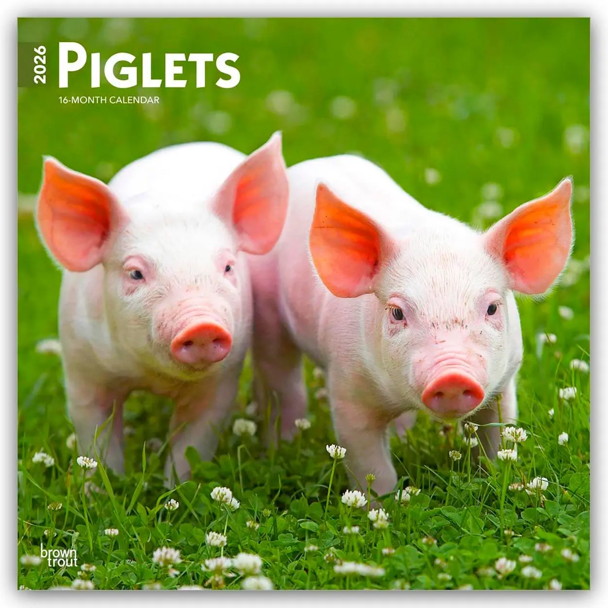 Cover: 9798330705139 | Piglets - Ferkel 2026 - 16-Monatskalender | Browntrout Publishers