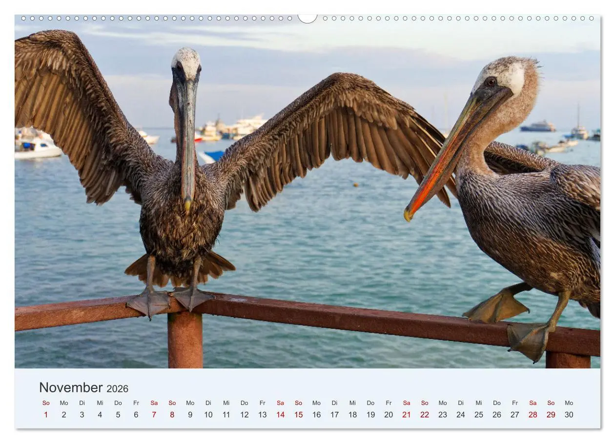 Bild: 9783457405239 | Entdecke Galapagos (Wandkalender 2026 DIN A2 quer), CALVENDO...