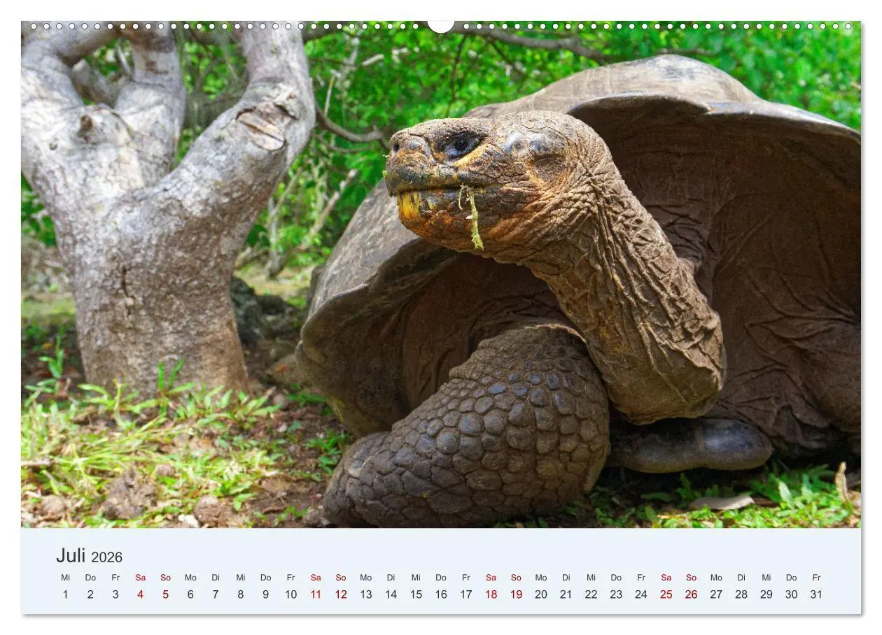 Bild: 9783457405239 | Entdecke Galapagos (Wandkalender 2026 DIN A2 quer), CALVENDO...