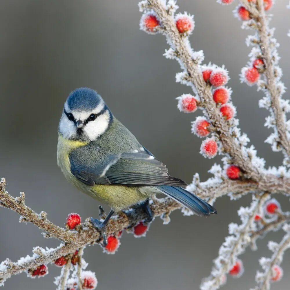 Bild: 9783959295239 | Birds 2026 | Kalender 2026 | Kalender | Drahtheftung | Englisch | 2026