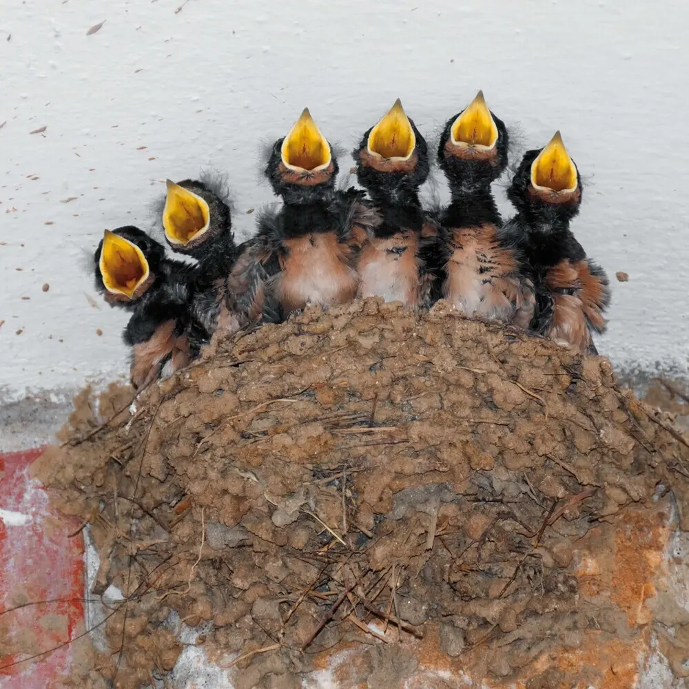 Bild: 9783959295239 | Birds 2026 | Kalender 2026 | Kalender | Drahtheftung | Englisch | 2026