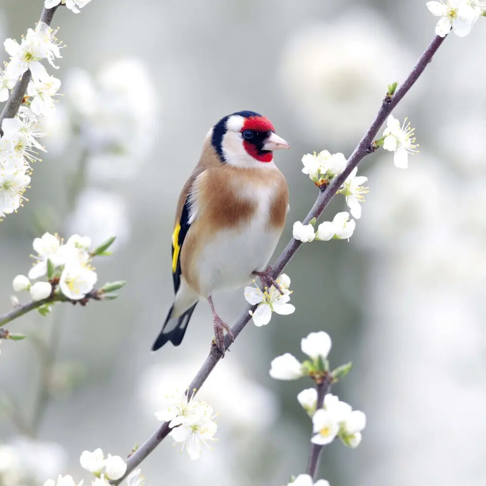 Bild: 9783959295239 | Birds 2026 | Kalender 2026 | Kalender | Drahtheftung | Englisch | 2026