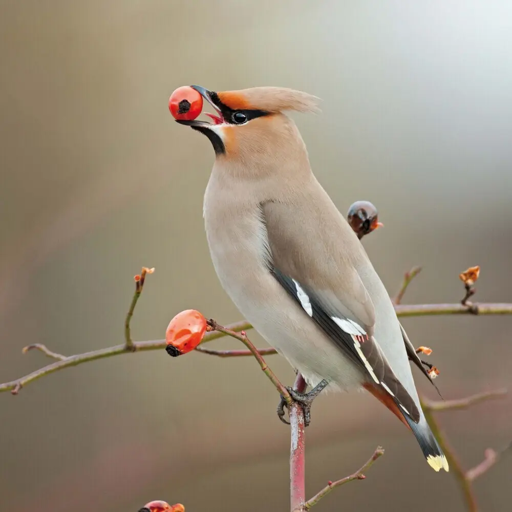 Bild: 9783959295239 | Birds 2026 | Kalender 2026 | Kalender | Drahtheftung | Englisch | 2026