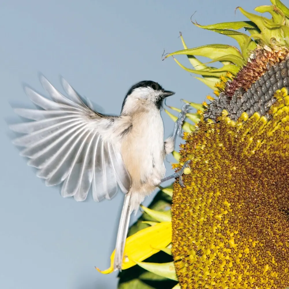 Bild: 9783959295239 | Birds 2026 | Kalender 2026 | Kalender | Drahtheftung | Englisch | 2026