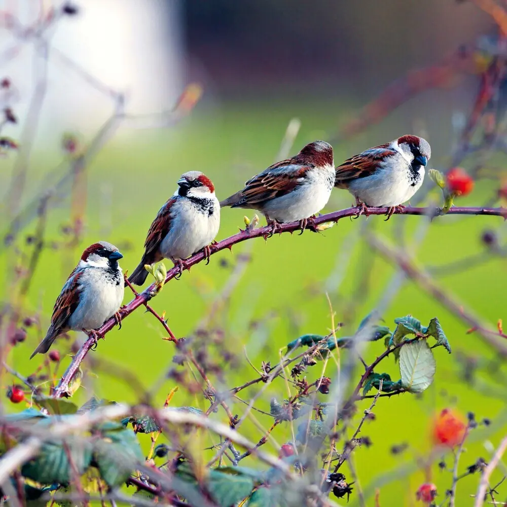 Bild: 9783959295239 | Birds 2026 | Kalender 2026 | Kalender | Drahtheftung | Englisch | 2026