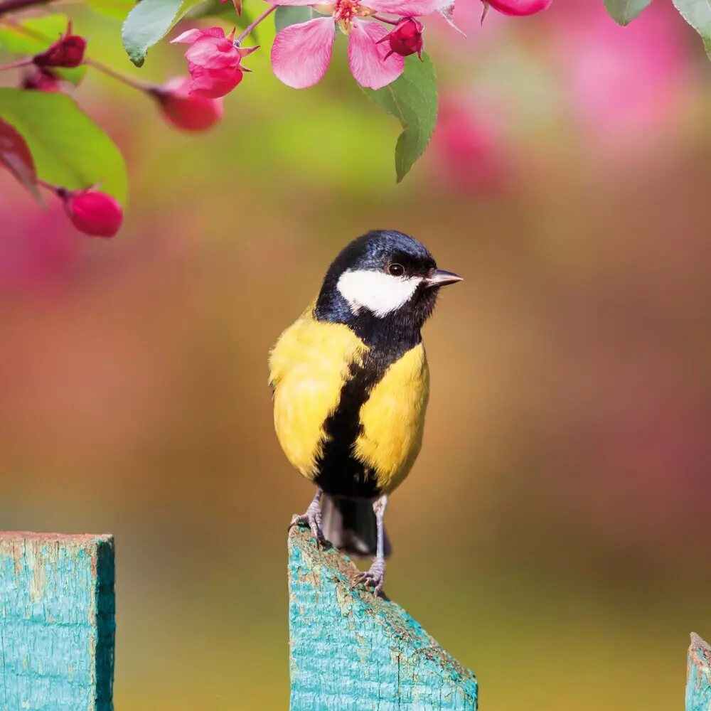 Bild: 9783959295239 | Birds 2026 | Kalender 2026 | Kalender | Drahtheftung | Englisch | 2026