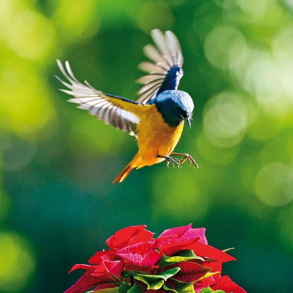 Bild: 9783959295239 | Birds 2026 | Kalender 2026 | Kalender | Drahtheftung | Englisch | 2026