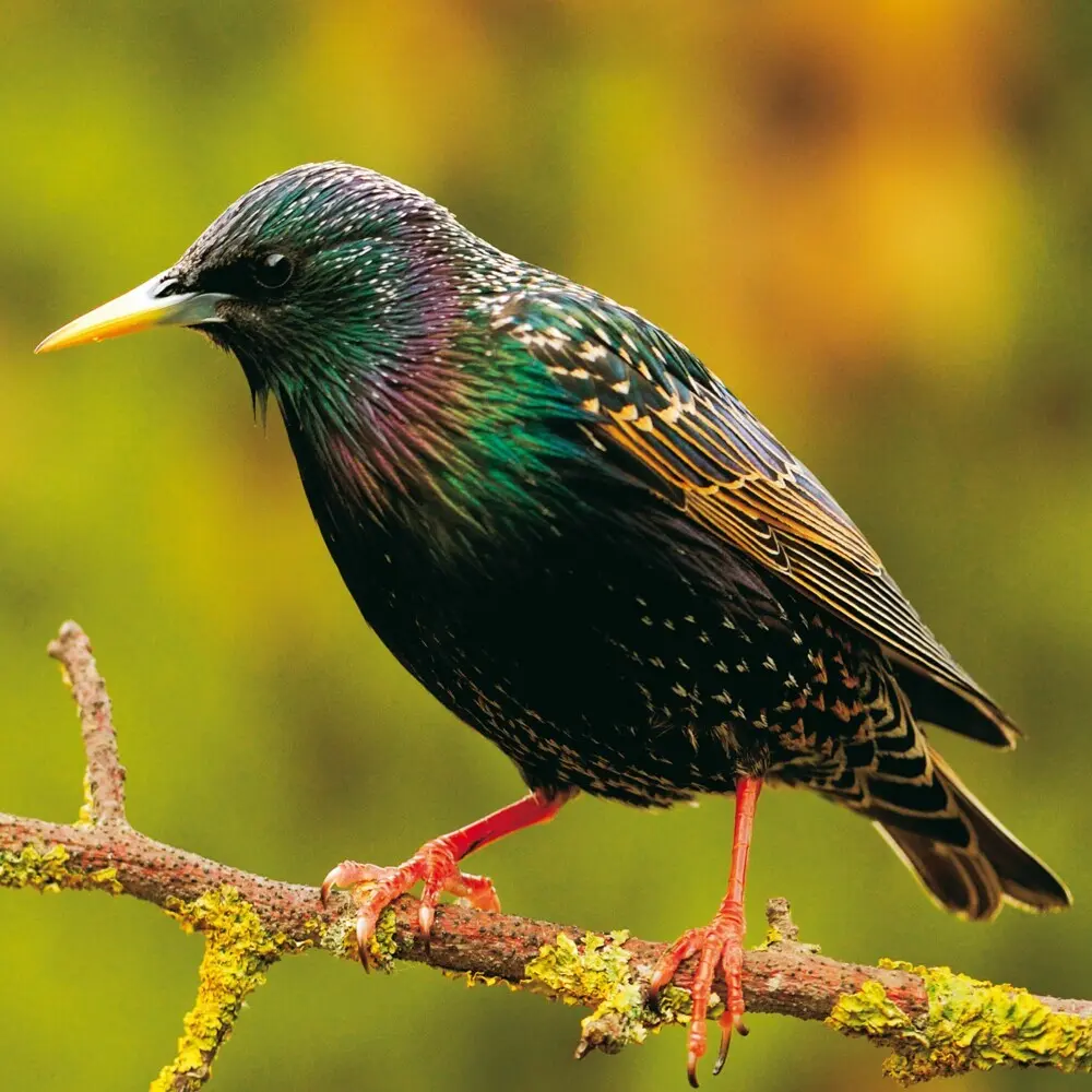 Bild: 9783959295239 | Birds 2026 | Kalender 2026 | Kalender | Drahtheftung | Englisch | 2026