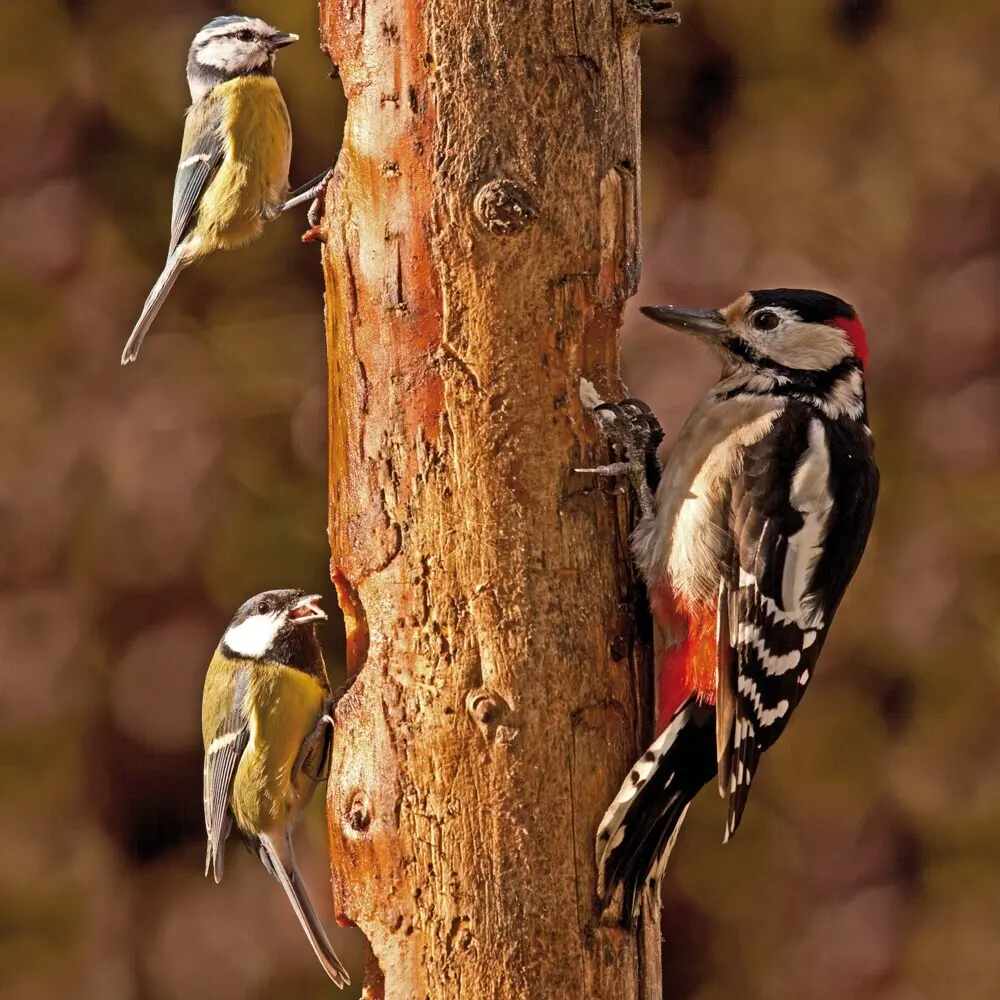 Bild: 9783959295239 | Birds 2026 | Kalender 2026 | Kalender | Drahtheftung | Englisch | 2026