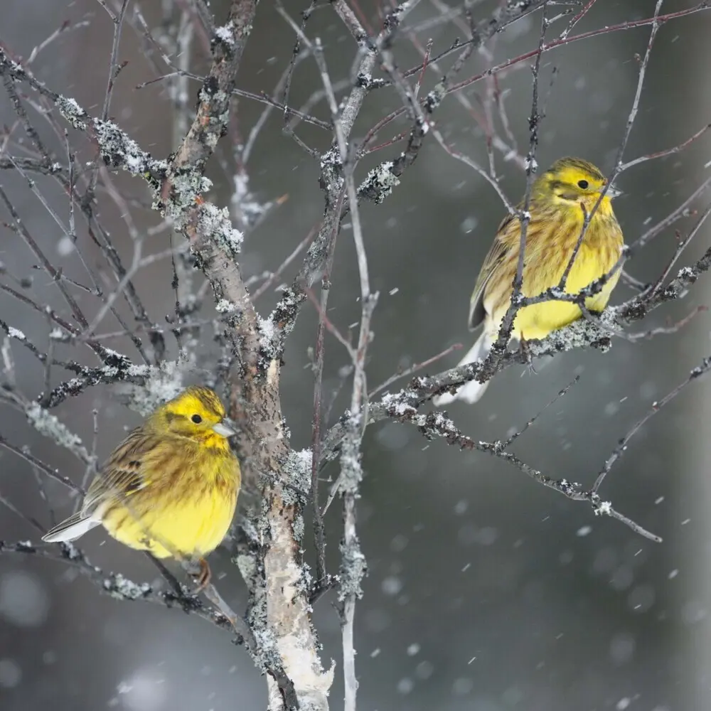 Bild: 9783959295239 | Birds 2026 | Kalender 2026 | Kalender | Drahtheftung | Englisch | 2026