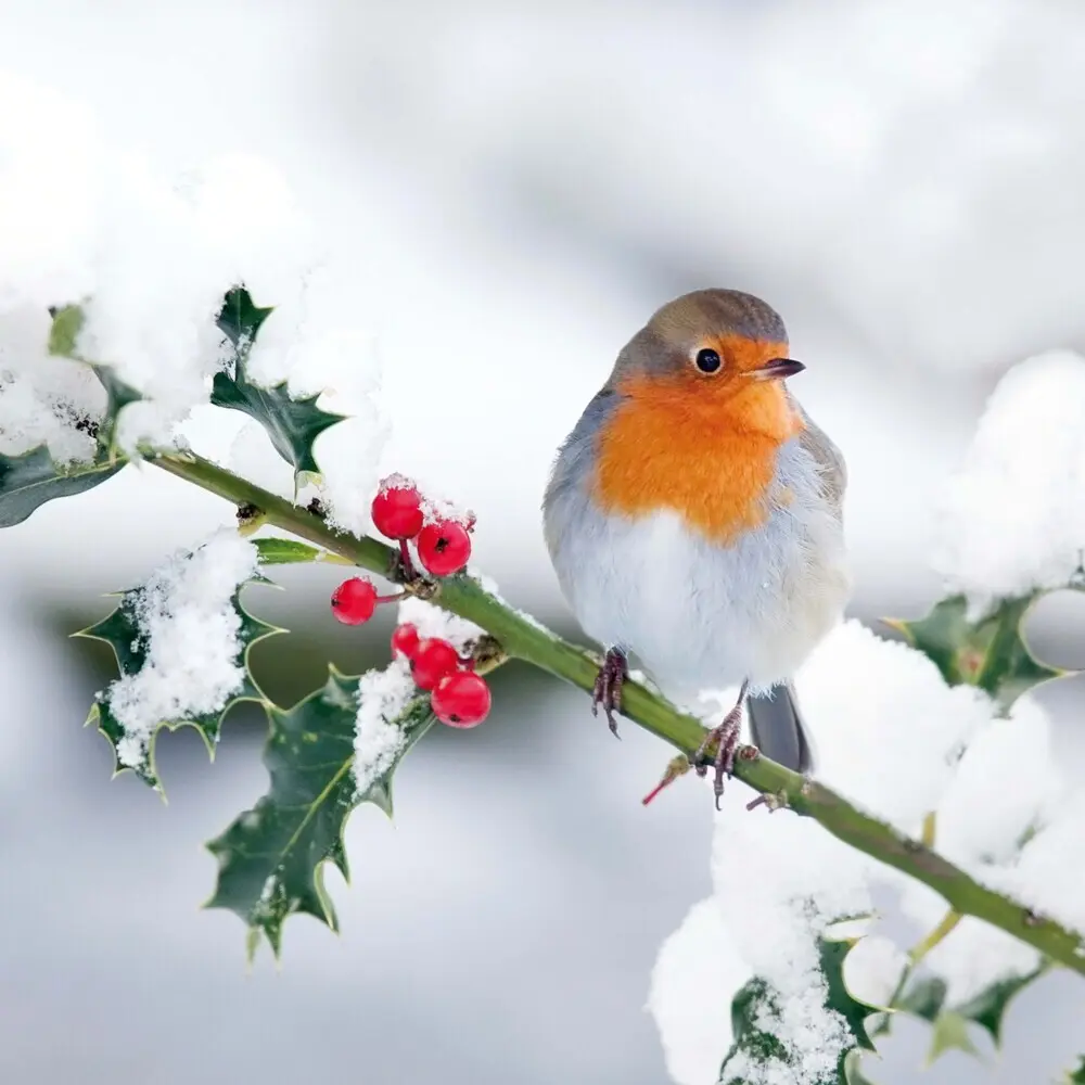 Bild: 9783959295239 | Birds 2026 | Kalender 2026 | Kalender | Drahtheftung | Englisch | 2026